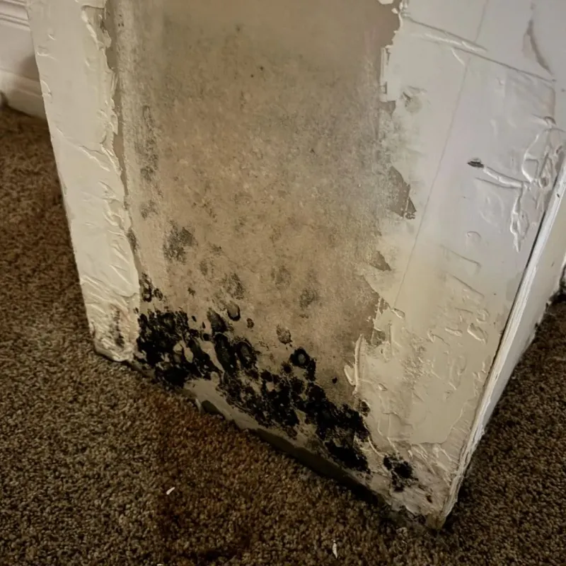 Professional Mold Removal in New Albany, IN